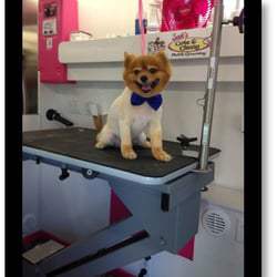 Ten Reasons To Use A Mobile Dog Groomer