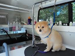 How To Chose The Best Mobile Groomers