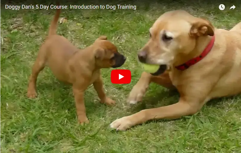 tips to use to train your dog or puppy