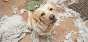 Separation Anxiety In Dogs | symptoms of dog separation anxiety