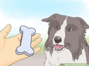 Dog Training Reward Programs